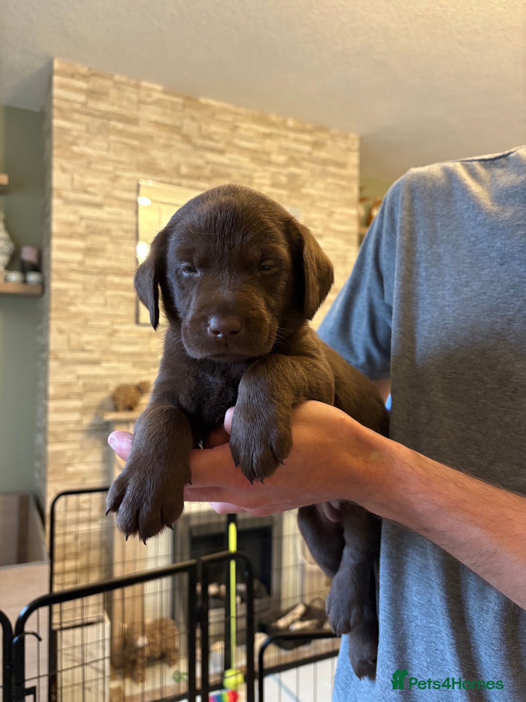 Labrador Retriever dogs for sale: KC Registered Lab pups ready for reserving - Image 16