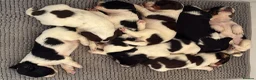 English Springer Spaniel dogs for sale: ENGLISH SPRINGER SPANIEL PUPPIES - Advert 6