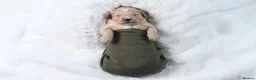 Goldendoodle dogs for sale: Quality Health Tested Goldendoodles - Advert 9