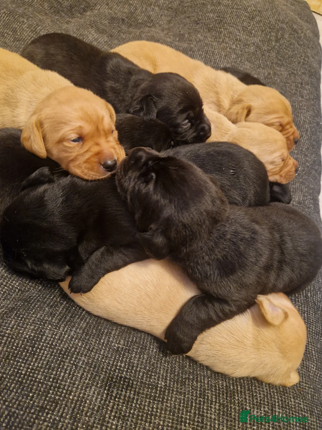 Labrador Retriever dogs for sale: Labrador  - Advert 5