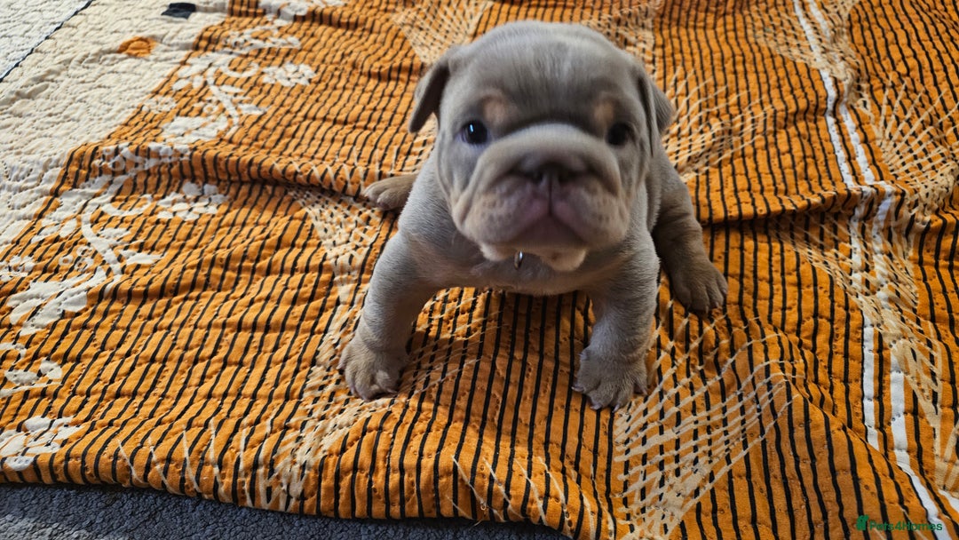English Bulldog dogs for sale:  English Bulldogs - Advert 10
