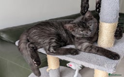 Selkirk Rex cats for sale: 😻 Stunning Selkirk Rex Mix Kittens 😻 - Image 22