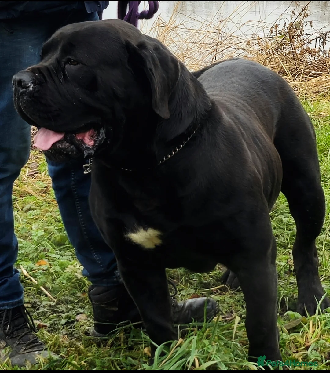 Mastiff dogs for stud: Black Boerboel for Stud in Batley - Advert 3