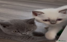British Shorthair cats for sale: Chunky Pedigree British short hair kittens *ready* - Image 4