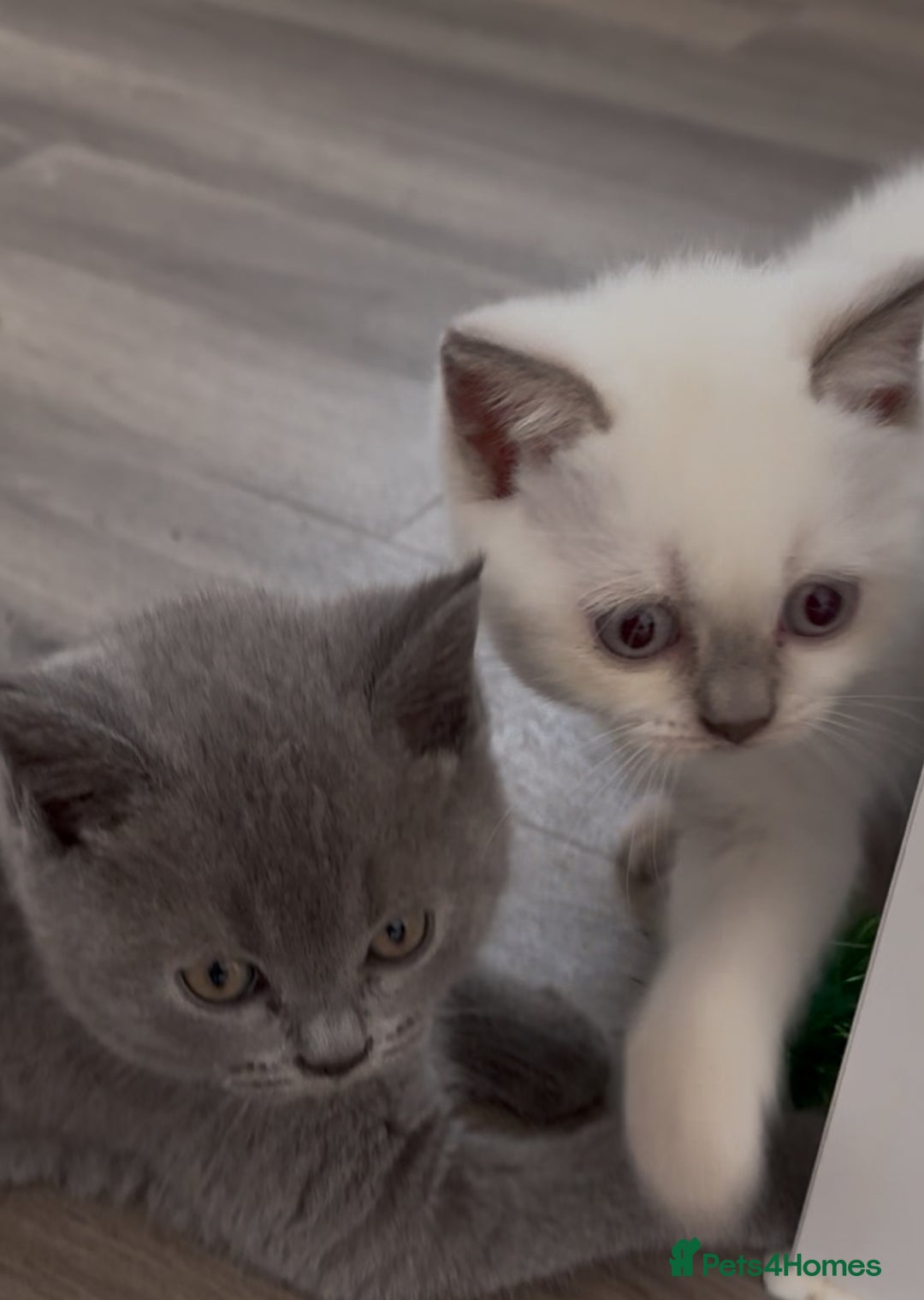 British Shorthair cats for sale: Chunky Pedigree British short hair kittens *ready* - Image 4