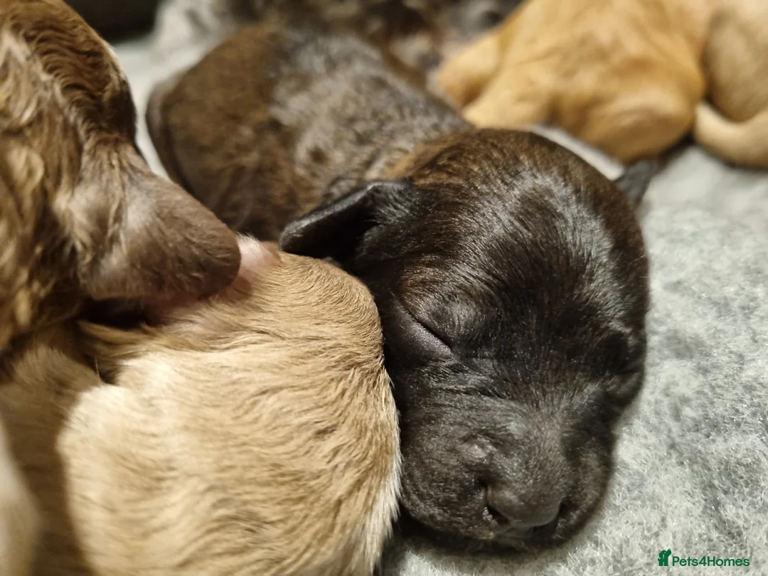 Cockapoo dogs for sale: Cockapoo puppies looking for their forever homes - Advert 30