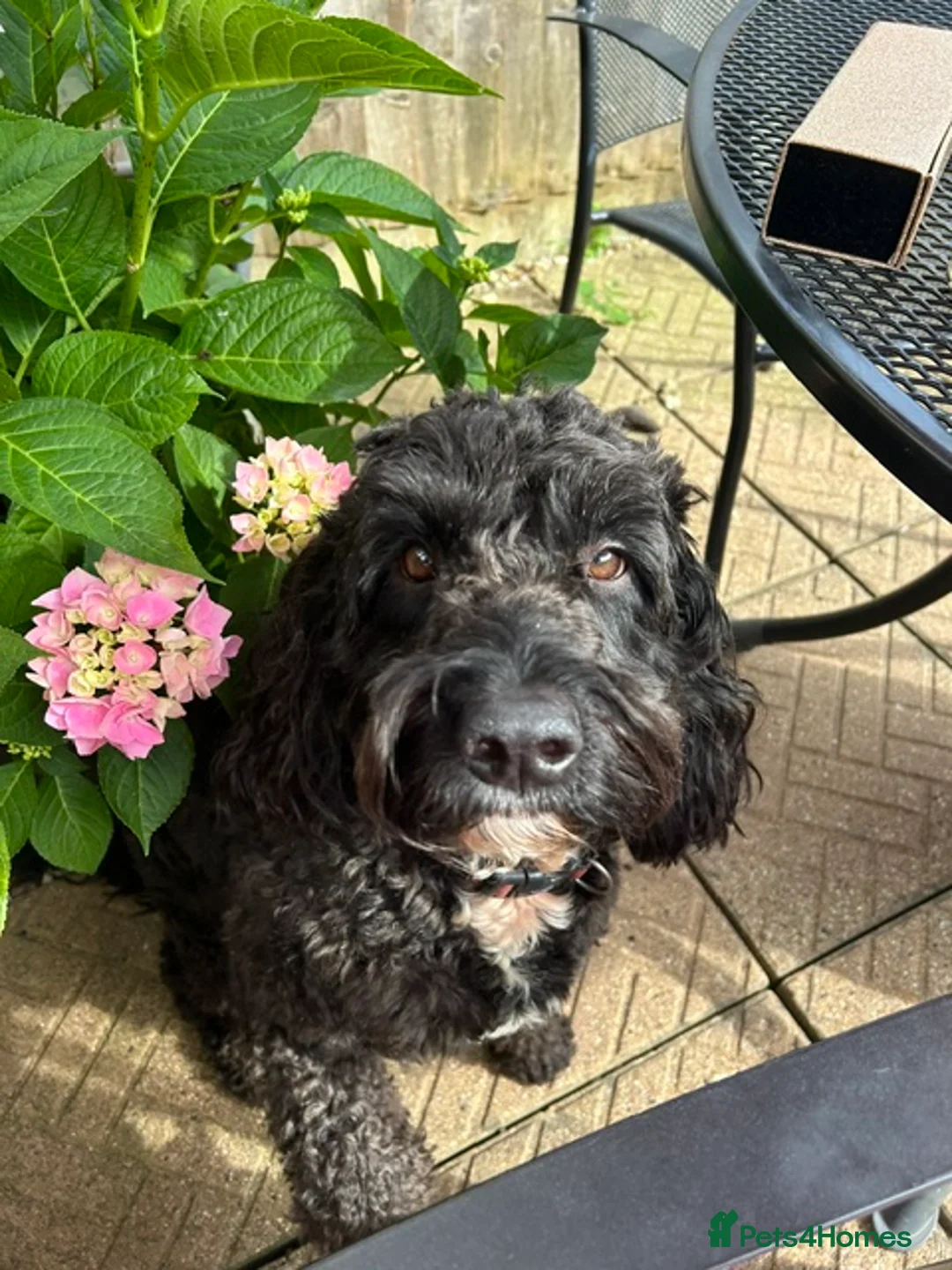 Mixed Breed dogs for stud: Wanted! Suitable bitch for mating with my Sproodle in Ware - Advert 2