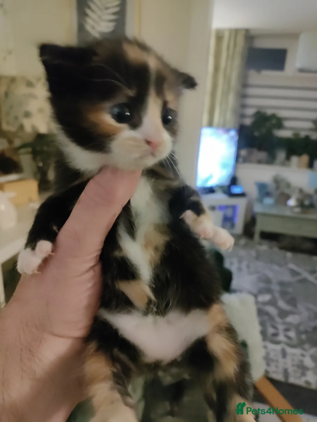 Mixed Breed cats for sale: Two lovely kittens for sale - Advert 1