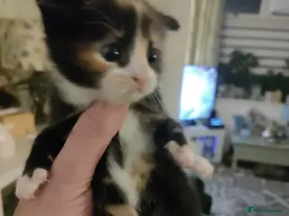 Mixed Breed cats Two lovely kittens for sale - Advert 4