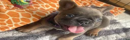 French Bulldog dogs for sale: Beautiful French Bulldog Puppies Fluffy Carriers - Advert 8