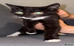 Mixed Breed cats for sale: Mix of cats to go asap (fr33 to good home)  - Image 6