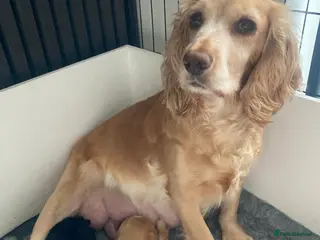 Cocker Spaniel dogs Working Cocker Spaniels for sale - Advert 2