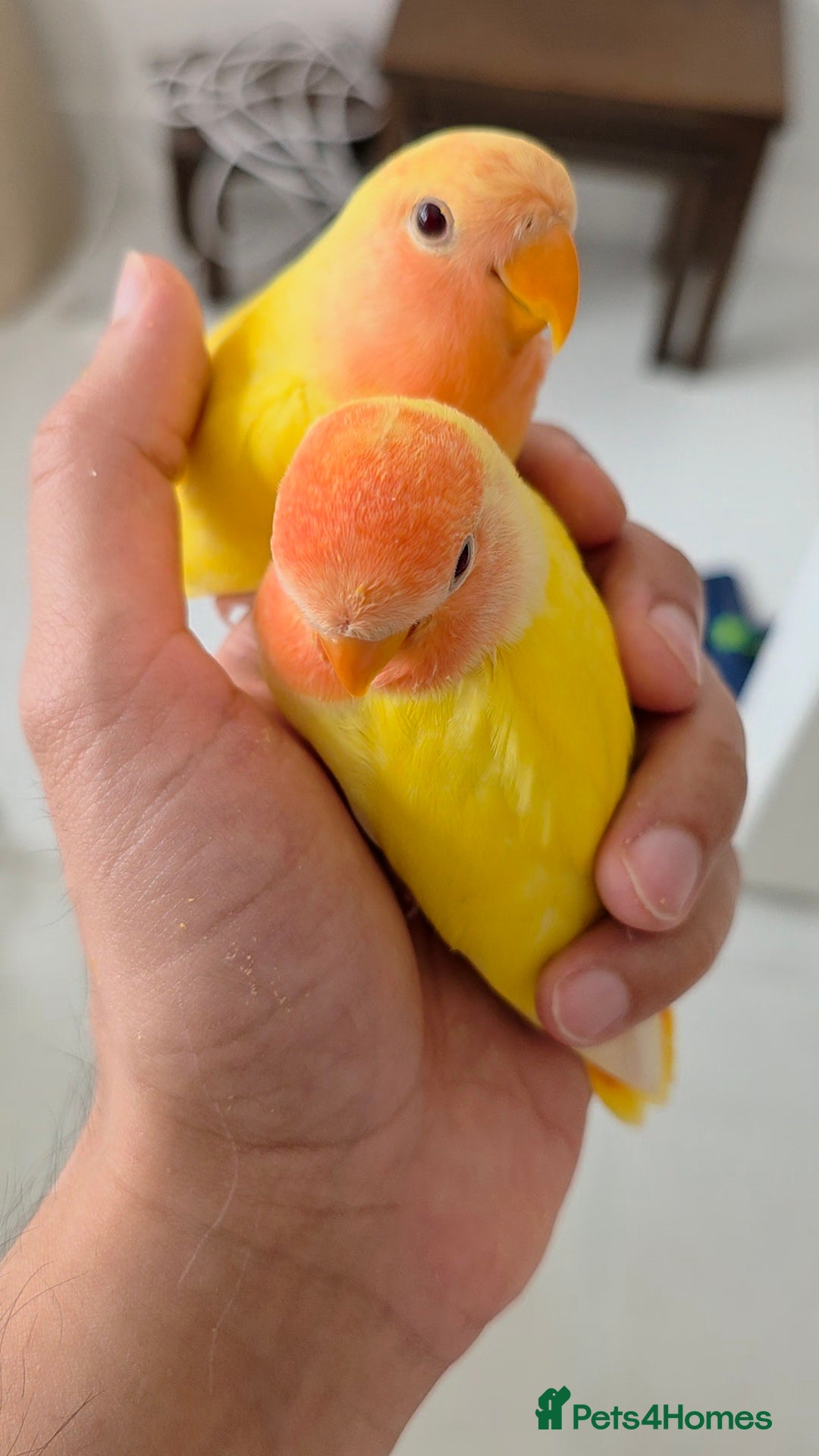 Lovebirds birds for sale: Super Tame, Hand Reared Baby Lovebirds - Image 3