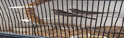 Finches birds for sale: Mexican house finches  - Advert 6