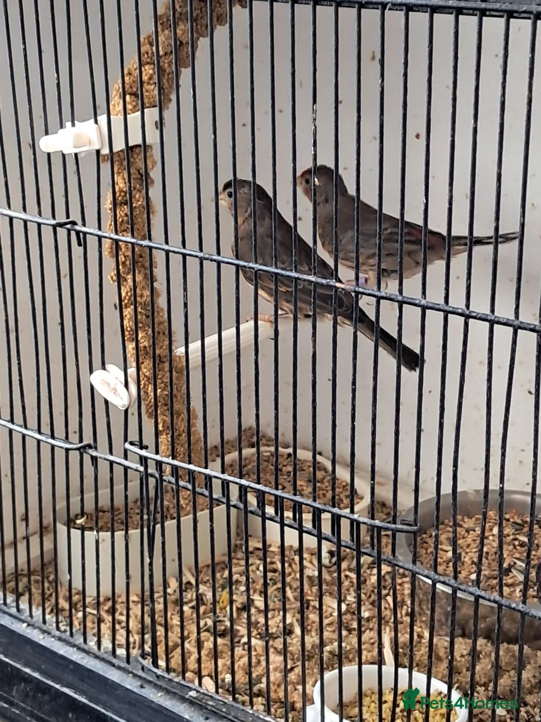 Finches birds for sale: Mexican house finches  - Advert 6