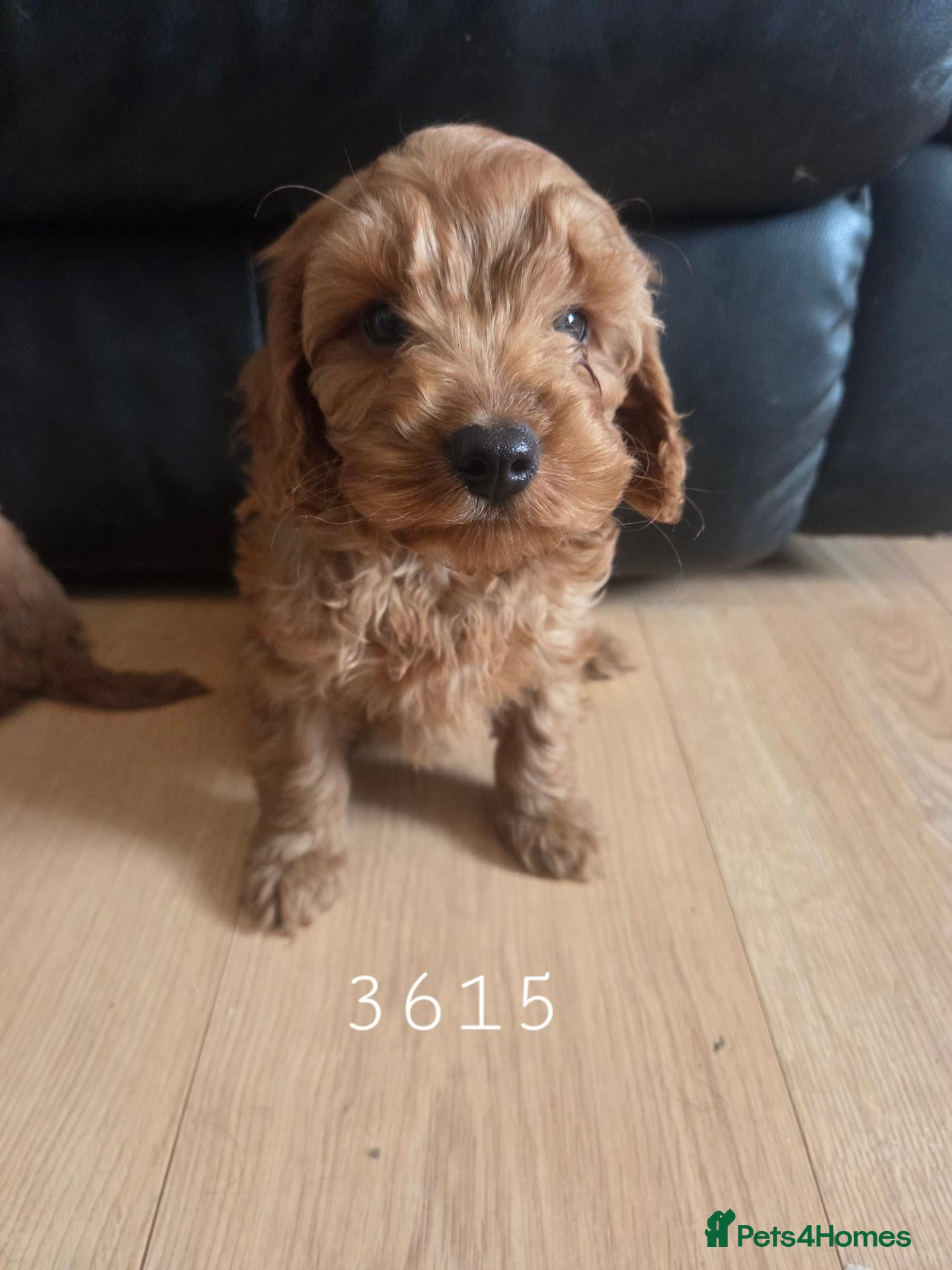 Cavapoo dogs F1b cavapoo Boys - Advert 2