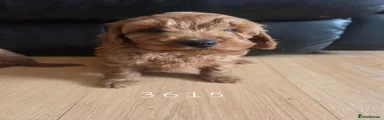 Cavapoo 1