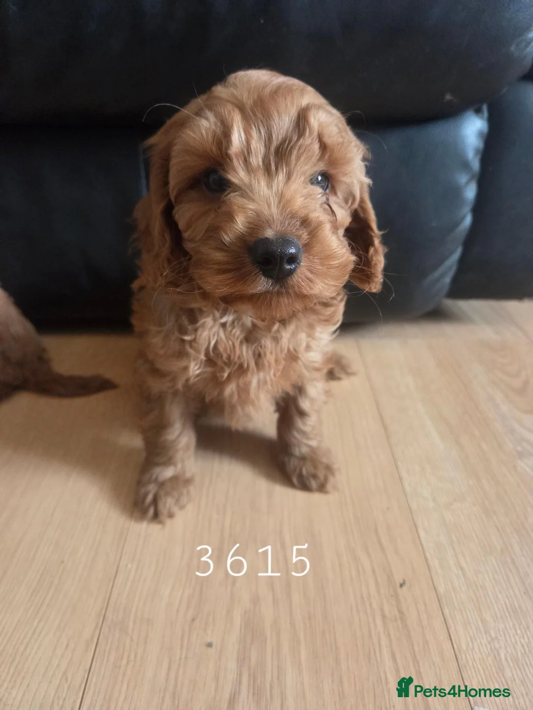 Cavapoo dogs for sale: F1b cavapoo Boys - Advert 2