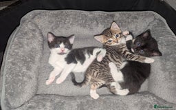 Domestic Shorthair cats for sale: Male kitten  - Image 6