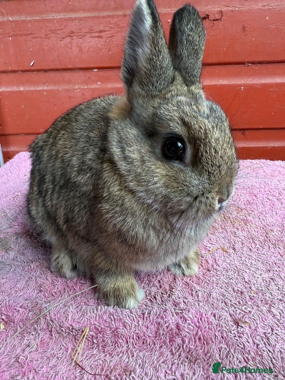 Netherland Dwarf rabbits for sale: Young Netherland Dwarfs - Advert 4