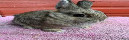 Netherland Dwarf rabbits for sale: Young Netherland Dwarfs - Advert 4