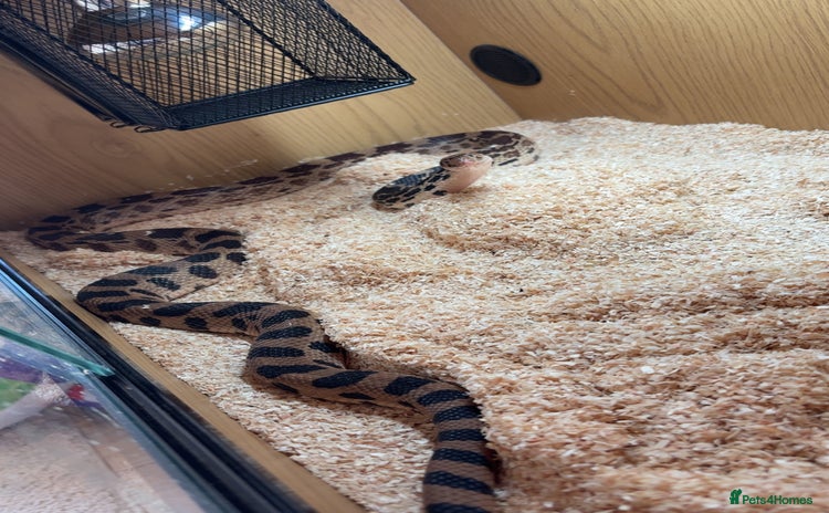 Snake reptiles - Advert 2