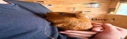 Guinea Pig rodents for sale: 10 week old baby Guinea pigs boys and girls  - Advert 11