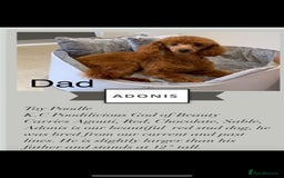Cavapoo dogs for sale: Stunning fox red f1b Cavapoo puppies - Image 7