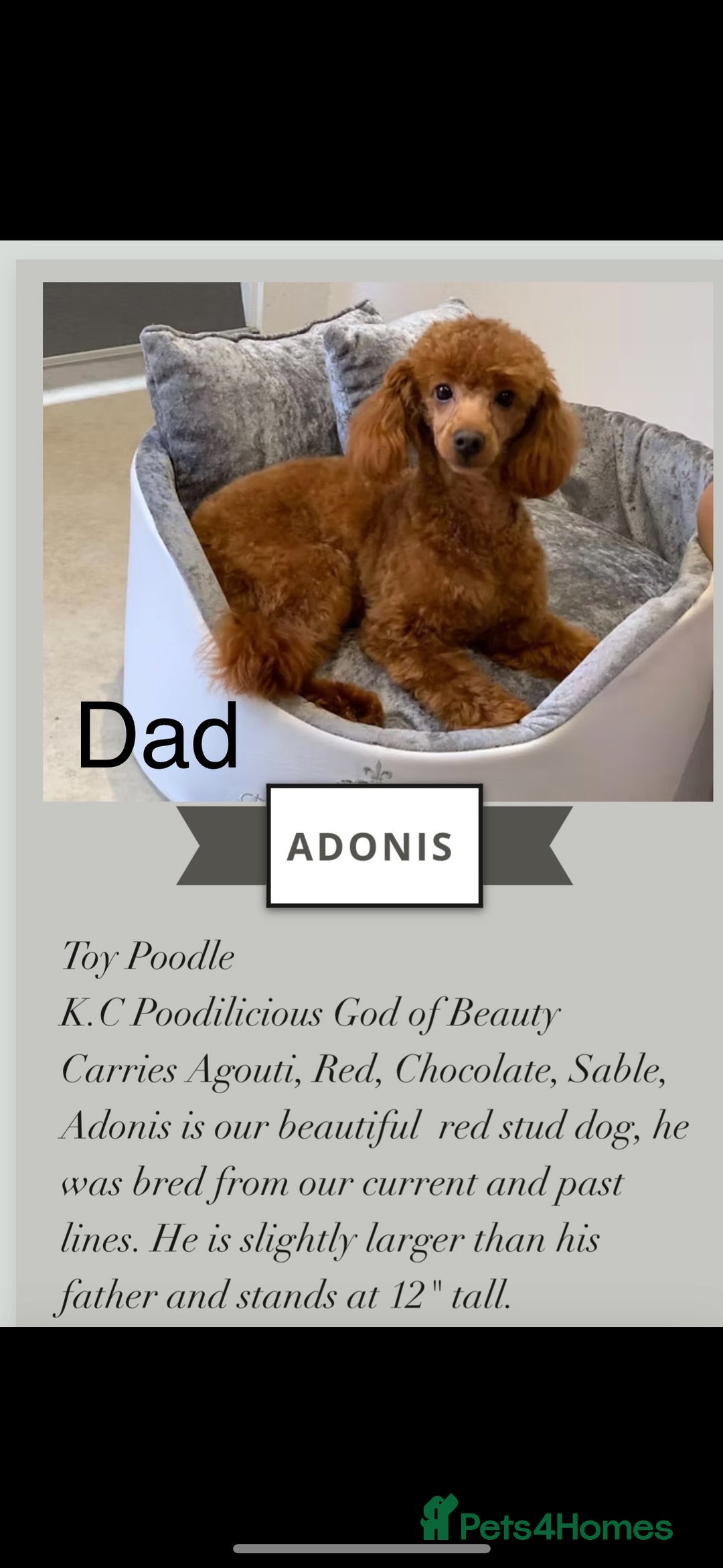 Cavapoo dogs for sale: Stunning fox red f1b Cavapoo puppies - Image 7