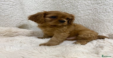 Cavalier King Charles Spaniel dogs - Advert 3