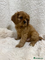 Cavalier King Charles Spaniel dogs - Advert 4