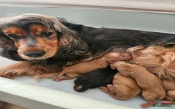 Cocker Spaniel dogs for sale: Health Tested Cocker spaniel puppies  - Advert 1