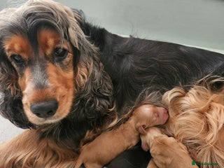 Cocker Spaniel dogs Health Tested Cocker spaniel puppies - Advert 5