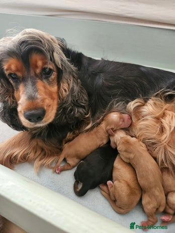 Cocker Spaniel dogs Health Tested Cocker spaniel puppies - Advert 10
