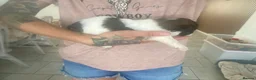 Mixed Breed dogs for sale: Shih-poo X Puppies - Advert 19