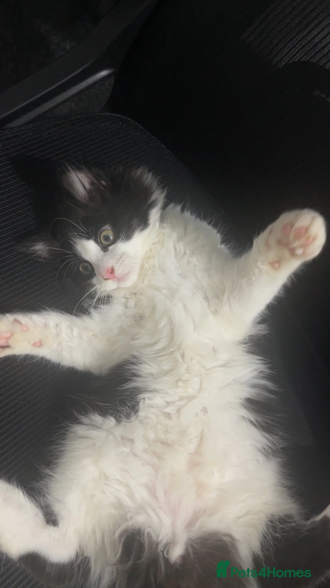 Mixed Breed cats for sale: Cat for sale - Advert 8