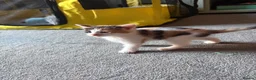 Mixed Breed cats for sale: Kittens for sale - Advert 8