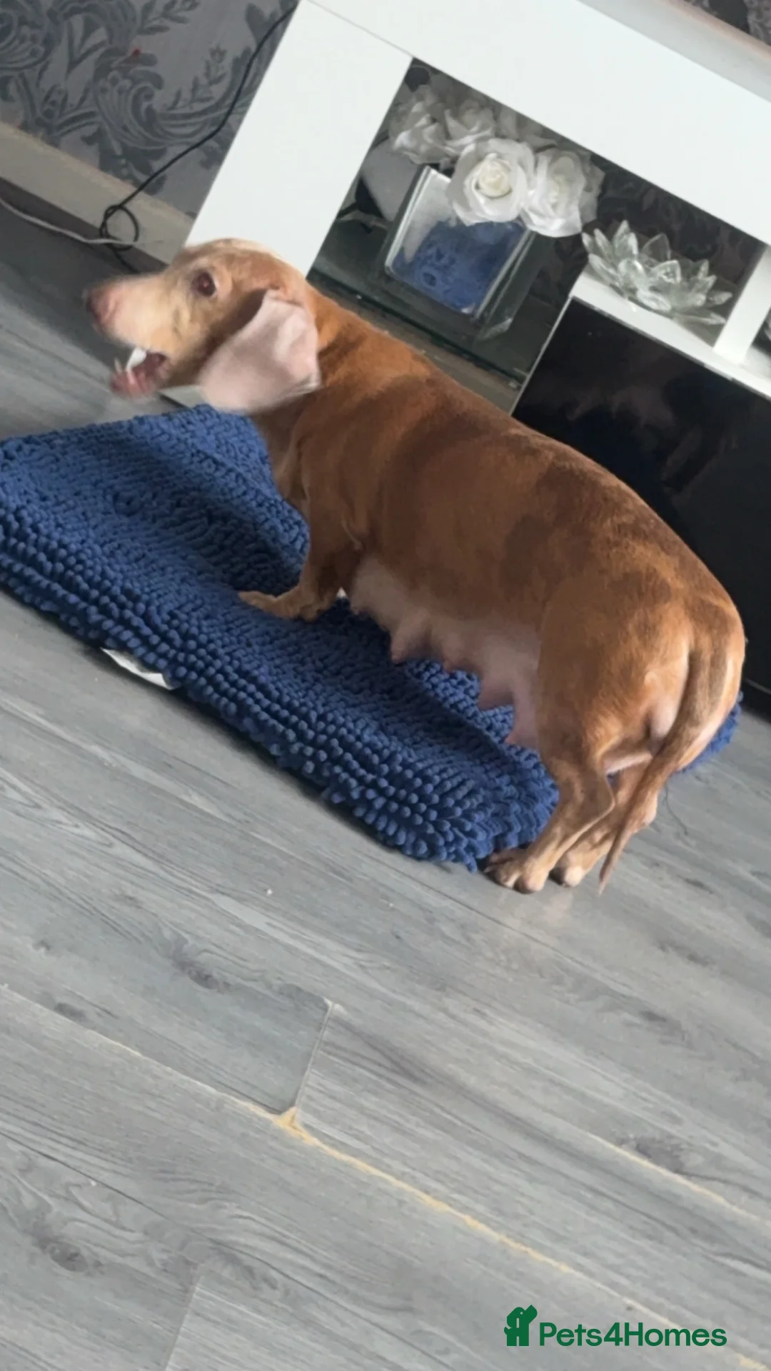 Miniature Dachshund dogs for sale: Miniature dachshunds  - Advert 10