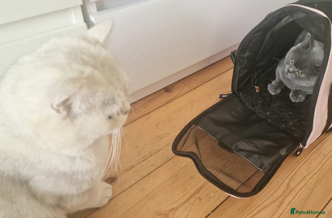 British Shorthair cats for stud: ❤ British Short Hair Active Stud ❤ Champion ❤ in Doncaster - Advert 30