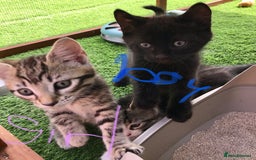 Mixed Breed cats for sale: 5 kitten’s available today  - Image 22