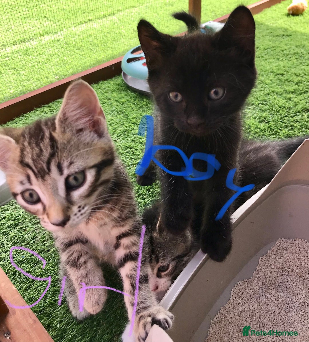 Mixed Breed cats for sale: 5 kitten’s available today  - Image 22