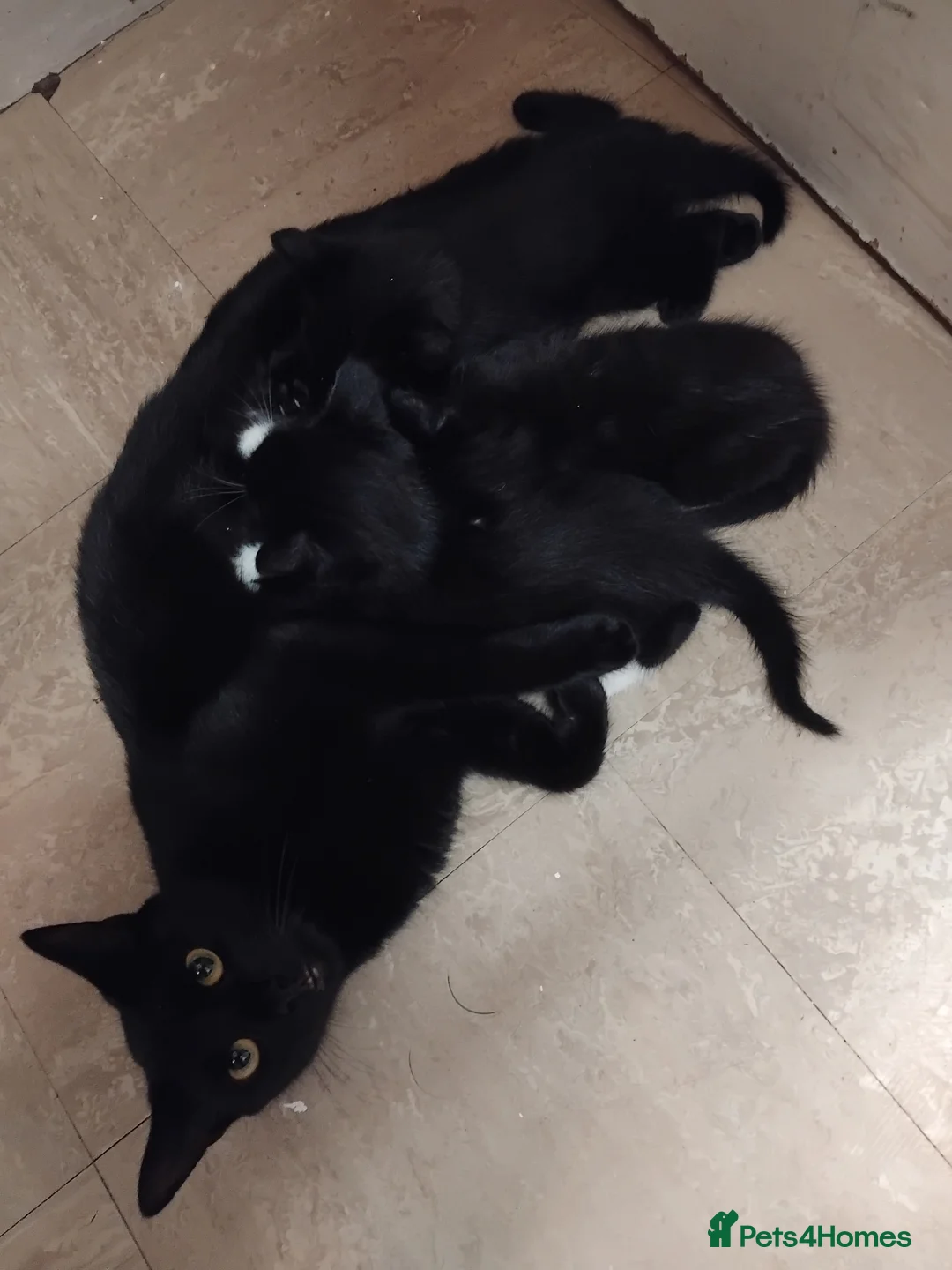 British Shorthair cats for sale: Kitten for sale - Advert 2