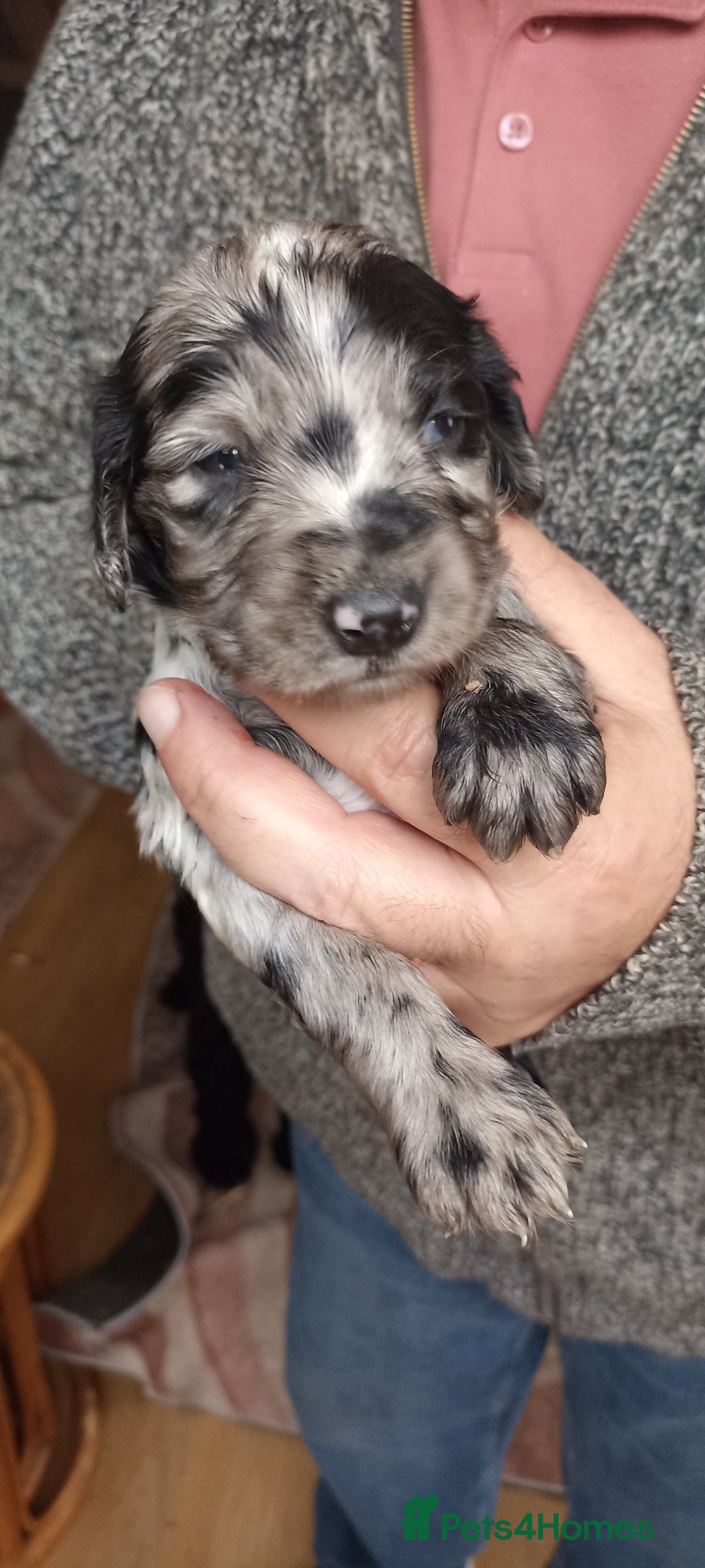 Cocker Spaniel dogs for sale: Stunning cocker spaniel litter  - Image 3