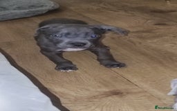 Mixed Breed dogs for sale: Caine corso/ American bully 10 weeks - Advert 3