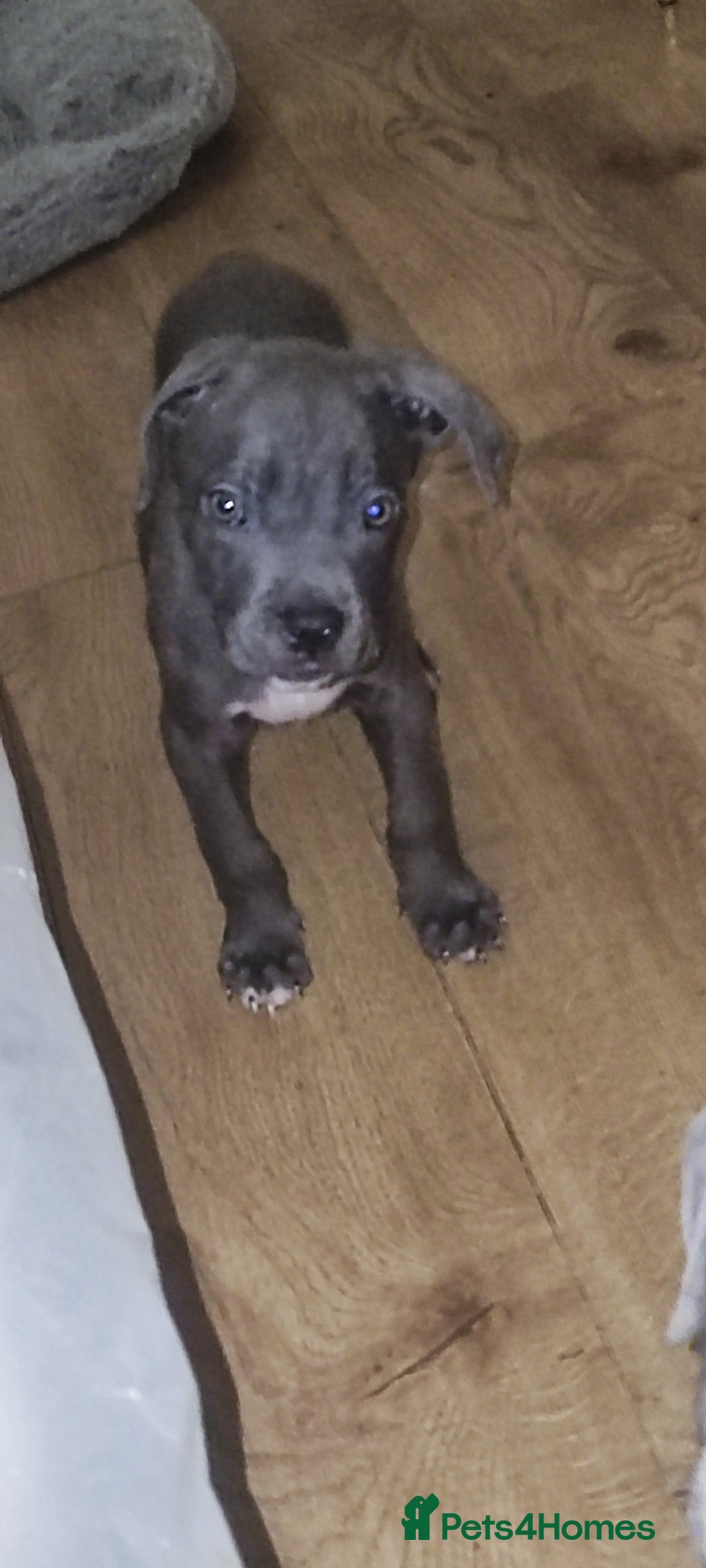 Mixed Breed dogs for sale: Caine corso/ American bully 10 weeks - Advert 3