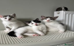 Domestic Shorthair cats for sale: 3 kittens kittens  - Image 6