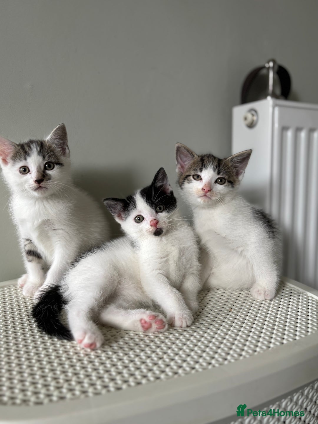Domestic Shorthair cats for sale: 3 kittens kittens  - Image 6