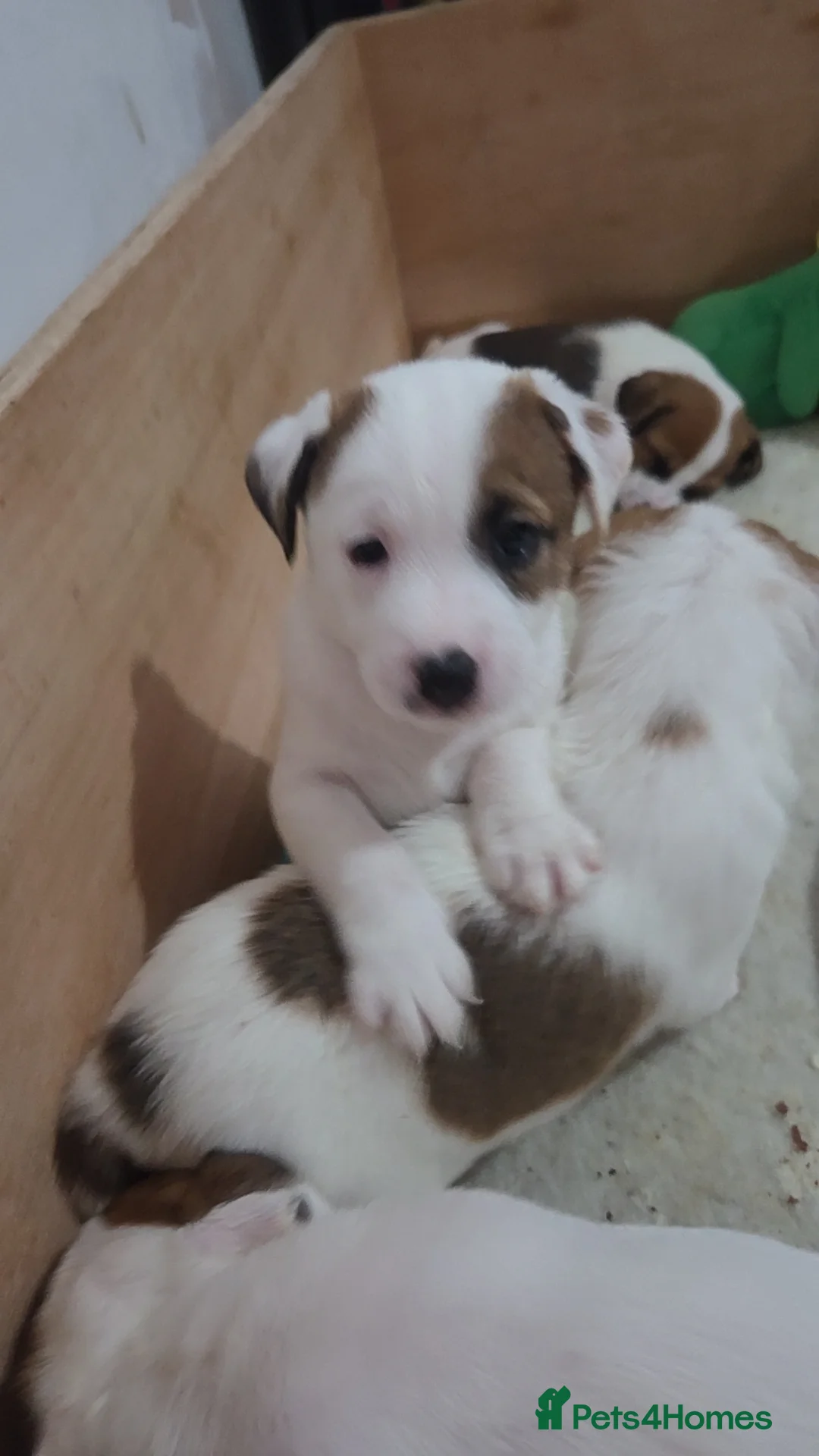 Parson Russell dogs for sale: 5 Parsons Russell's for sale - Advert 2