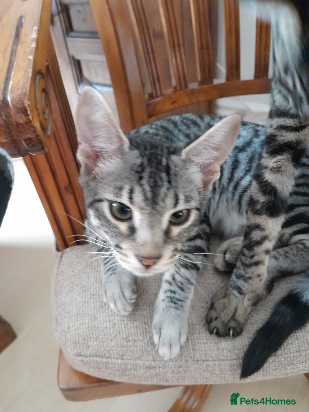 Savannah cats for sale: Full Pedigree TICA reg Savannah Girl Kitten - Image 18