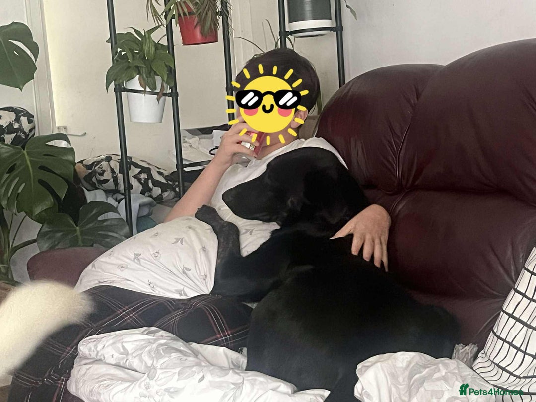 Pointer dogs for adoption: Floyd is looking for an amazing home - Image 1